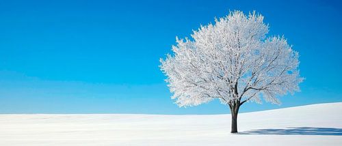 Eenzame boom in een winters veld