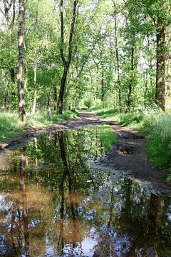 Zomaar een bospad na een verfrissende regenbui. Deze foto is gemaakt in natuurgebied Zwillbrocker Venn net over de grens bij Eibergen in Duitsland van Halte 26