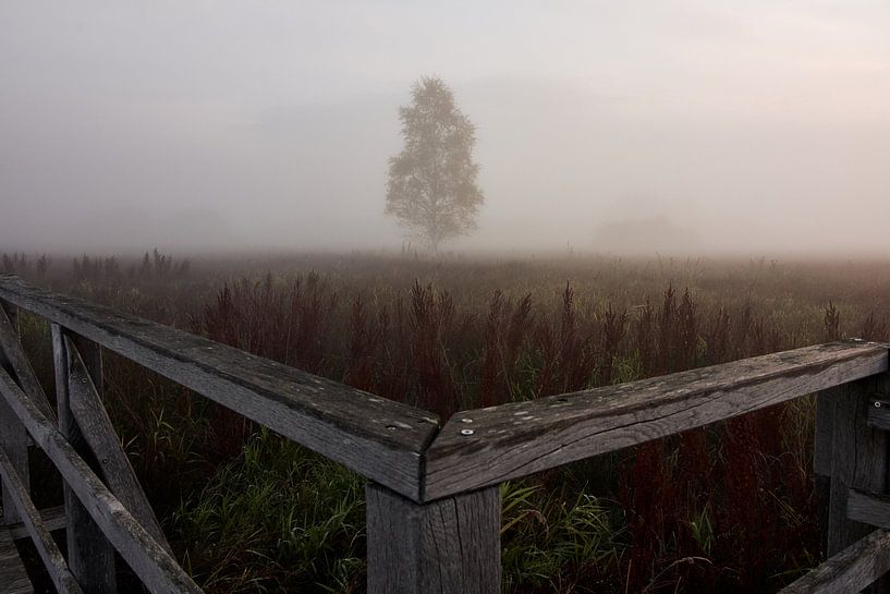 Berk in het Federied Bad Buchau van Thomas Marx