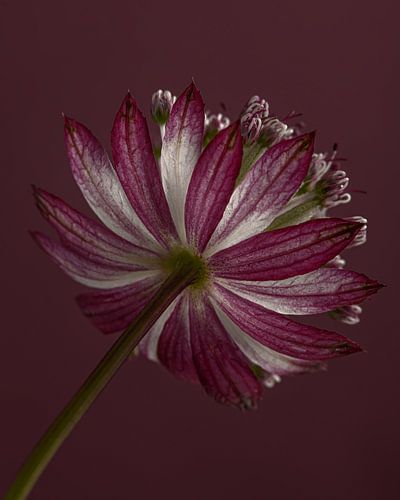 Het bloempje van een Zeeuws knoopje (Astrantia Major)