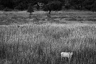 Einsame Kuh im hohen Gras von Bagan Myanmar. von Twan Bankers Miniaturansicht