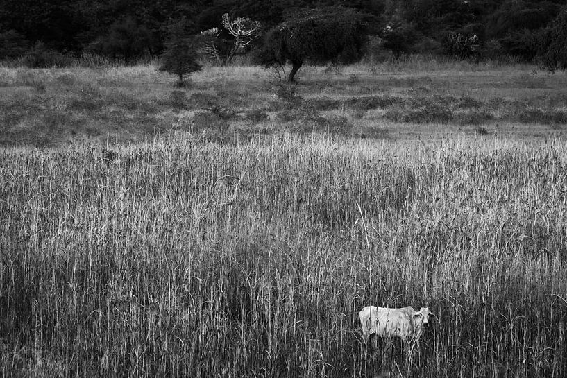 Einsame Kuh im hohen Gras von Bagan Myanmar. von Twan Bankers