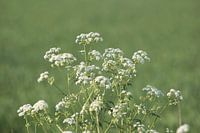 Witte schermbloemen