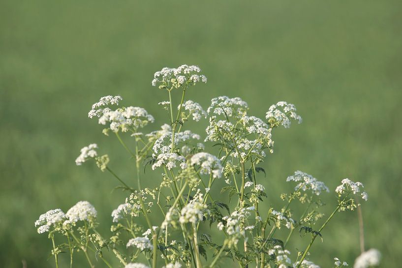 Witte schermbloemen by Rob Hendriks