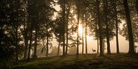 Deer in the morning mist., Leif Løndal by 1x thumbnail