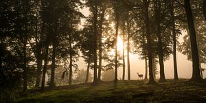 Herten in de ochtendmist., Leif Løndal van 1x