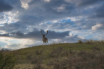 Herrscher der Dünen – das Damhirsch in der Stille