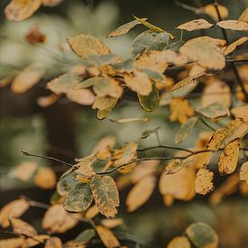 Autumn is coming van Tessa in Focus