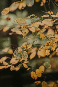 L'automne arrive