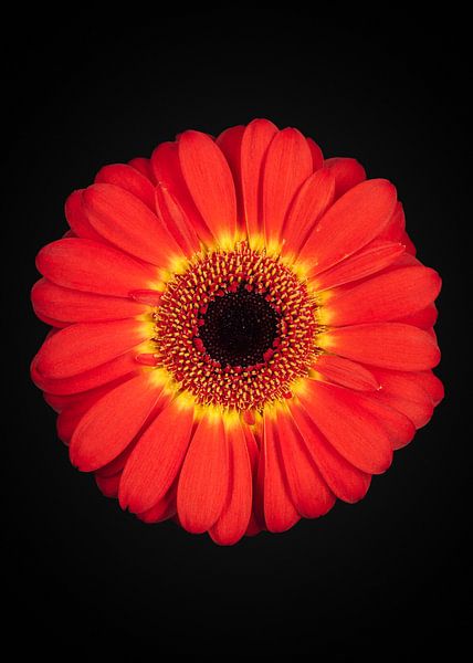 Rote Gerbera von Ramon van Bedaf
