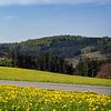 uitgestrekte velden met gele paardebloemen in het Duitse Sauerland in de lente van anton havelaar