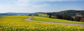Weite Felder mit gelbem Löwenzahn im deutschen Sauerland im Frühling