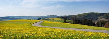 uitgestrekte velden met gele paardebloemen in het Duitse Sauerland in de lente van anton havelaar
