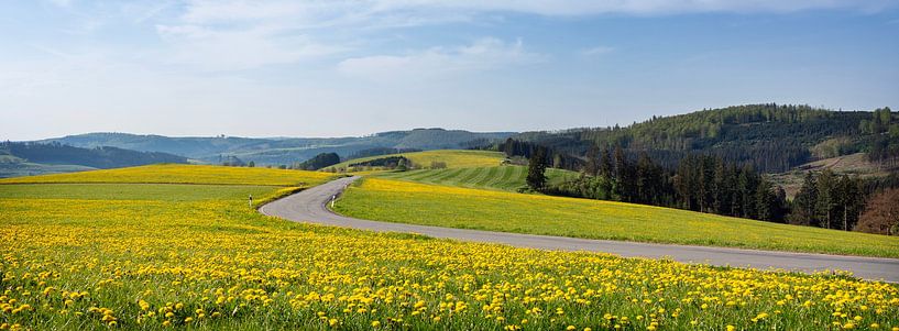Weite Felder mit gelbem Löwenzahn im deutschen Sauerland im Frühling von anton havelaar