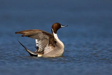 Männlicher Pfeilschwanz auf dem Wasser von Beschermingswerk voor aan uw muur