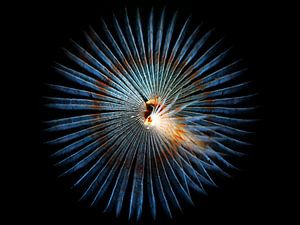 Peacock worm