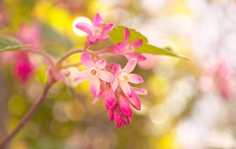 Fleurs roses par Corinne Welp