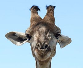 Giraffe by Maarten ter Heijden