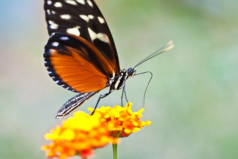 Butterfly with flower by marino marino