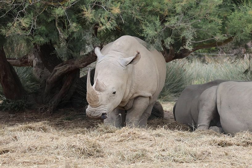 Animals and Nature by Lennart Mans