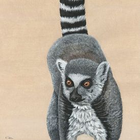 Catta, Lemur catta by Helga Pohlen - ThingArt