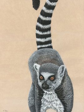 Catta, Lemur catta by Helga Pohlen - ThingArt