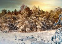 Des hivers enneigés dans la forêt néerlandaise