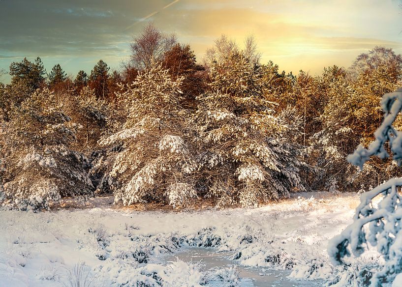 Winters with snow in the Dutch forest by Eric Wander