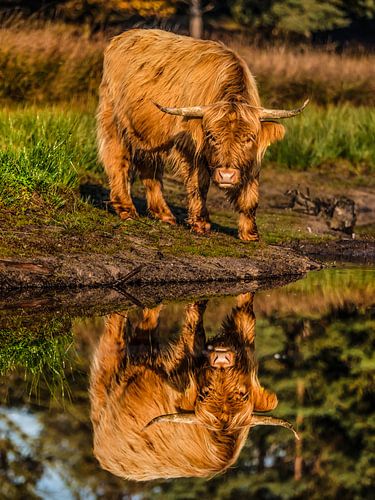 Scottish Highlander sur le front de mer