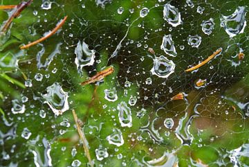 Spinnenweb na regenbui van Iris Holzer Richardson