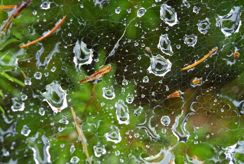 Spinnennetz nach Regenschauer von Iris Holzer Richardson