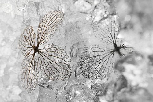 Winterse reflectie: een hortensiablaadje met spiegelbeeld