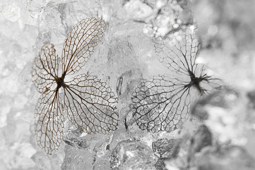 Winter reflection: a mirrored hydrangea leaf by Marjolijn van den Berg