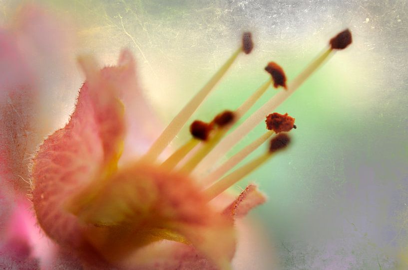 Charme floral par Martine Affre Eisenlohr