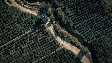 Ancient olive trees by Stabij