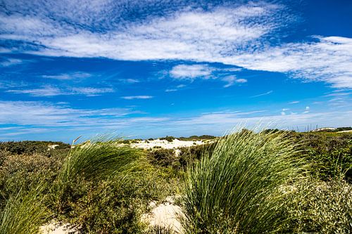 Coin des dunes de Hollande