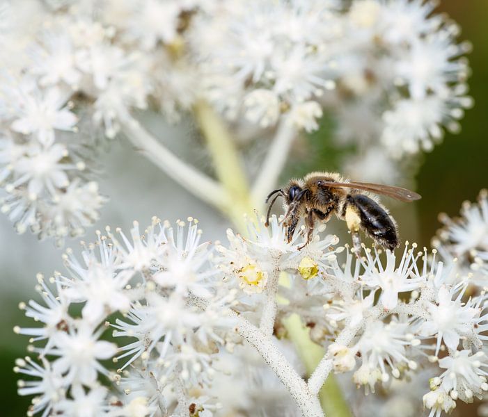 Abeille sur une fleur de Schaublatt par ManfredFotos