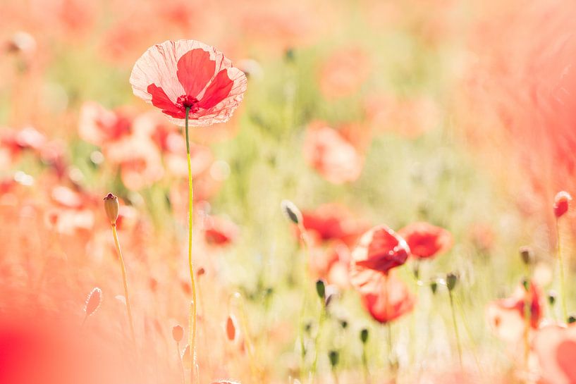 Poppy power van Francois Debets