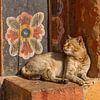 Temple cat with wallflower in Bhutan by Erwin Blekkenhorst