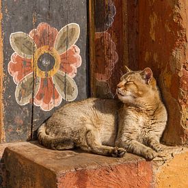 Temple cat with wallflower in Bhutan by Erwin Blekkenhorst