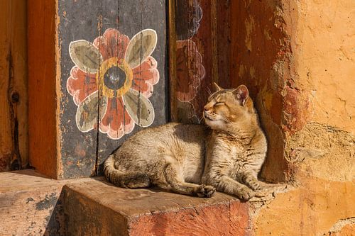 Chat de temple et fleur de tapisserie au Bhoutan