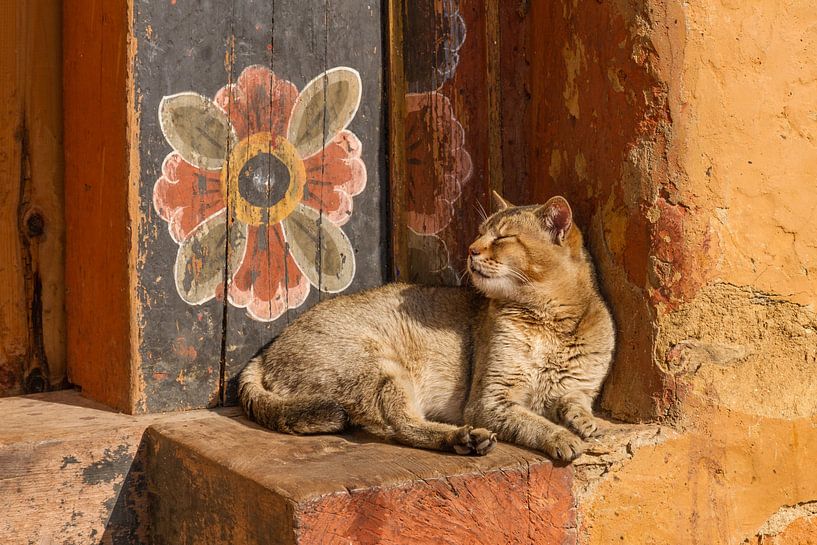 Temple cat with wallflower in Bhutan by Erwin Blekkenhorst