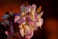 Detail of flowering cave root