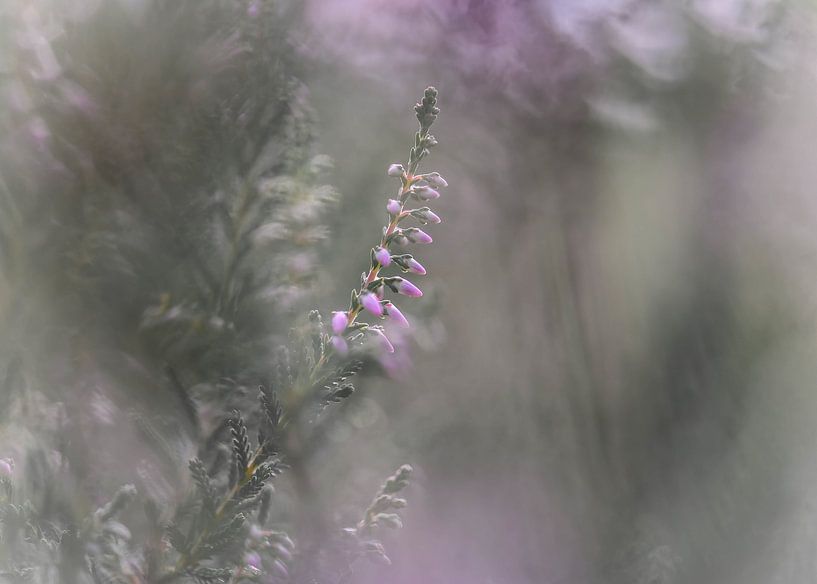 soft heather by Tania Perneel