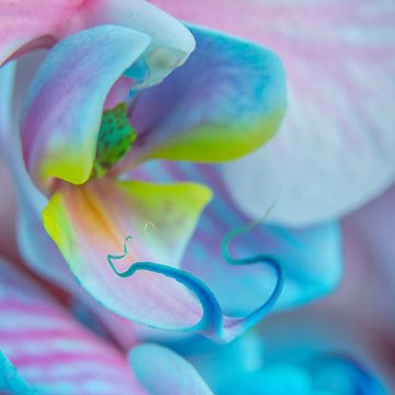 Blaue und rosa Schmetterlingsorchidee von de buurtfotograaf Leontien