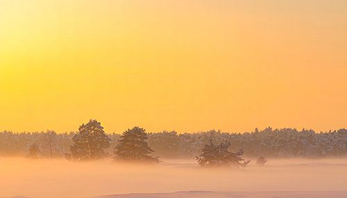 Winterlandschap met sneeuw in op de Veluwe