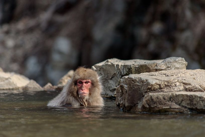 Sneeuwaap in water by Bas Rutgers