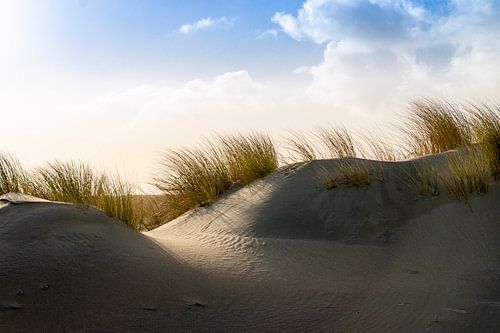 Dunes et herbe à marmotte sur la côte de la mer du Nord