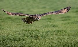 Owl 2 by Gijs te Pas