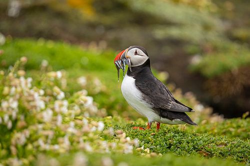 Puffin, Fratercula arctica. Scottish coast.
